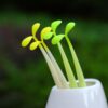 Fancy silicone pen seedling