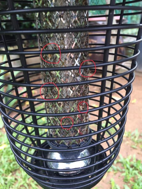 Solar mosquito killer lamp
